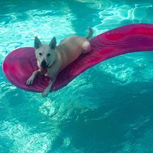 Meet your Posher, Chase